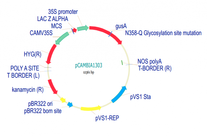 pCAMBIA1303 质粒图谱