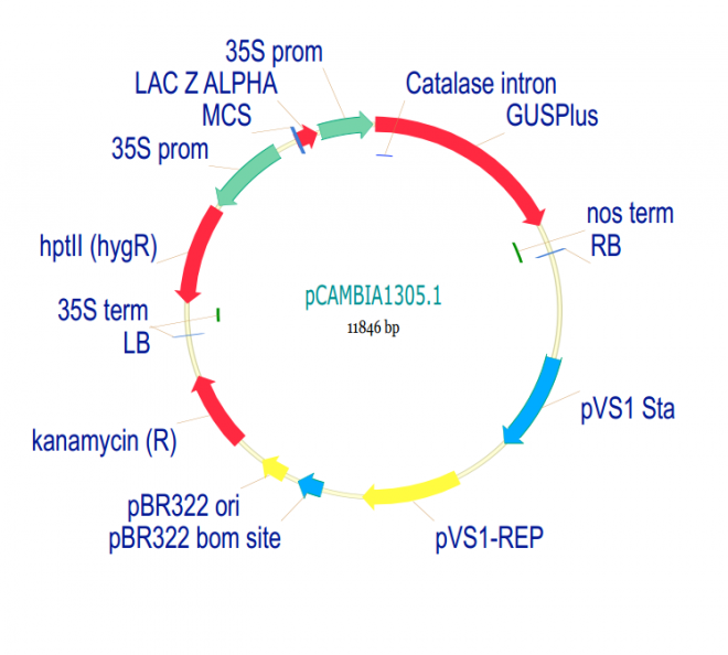 pCAMBIA1305 质粒图谱