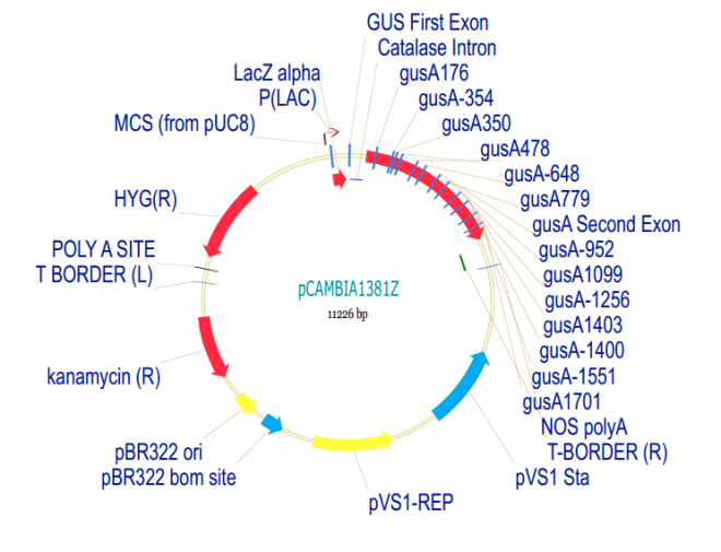 pCAMBIA1381Z 质粒图谱