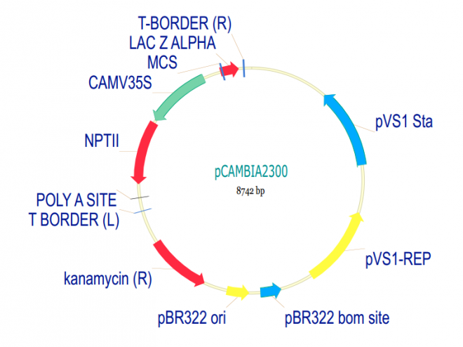 pCAMBIA2300 质粒图谱