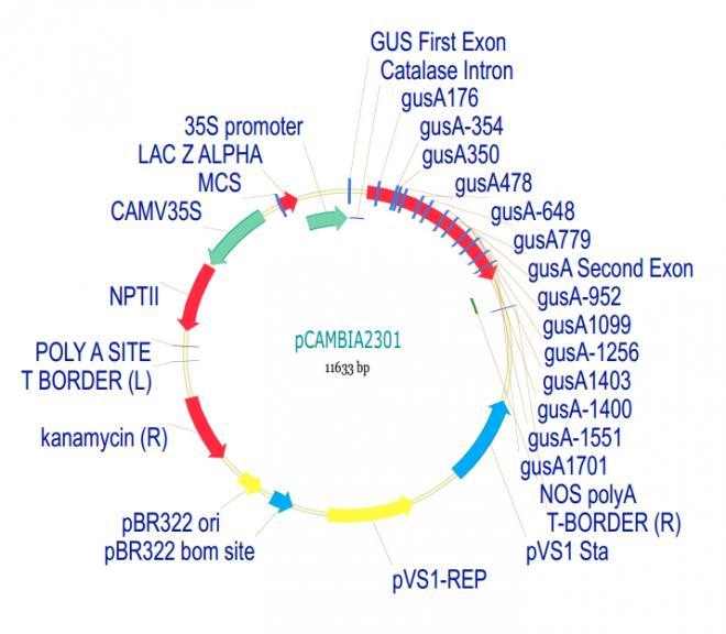 pCAMBIA2301 质粒图谱