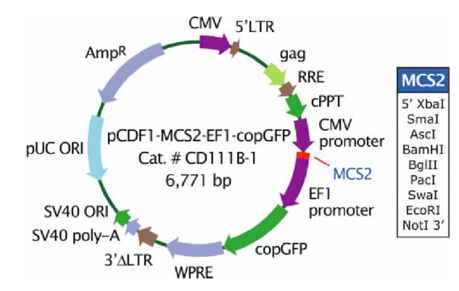 pCDF1-MCS2-EF1-copGFP 质粒图谱