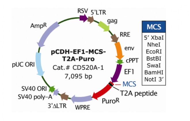 pCDH-EF1-MCS-T2A-Puro 质粒图谱