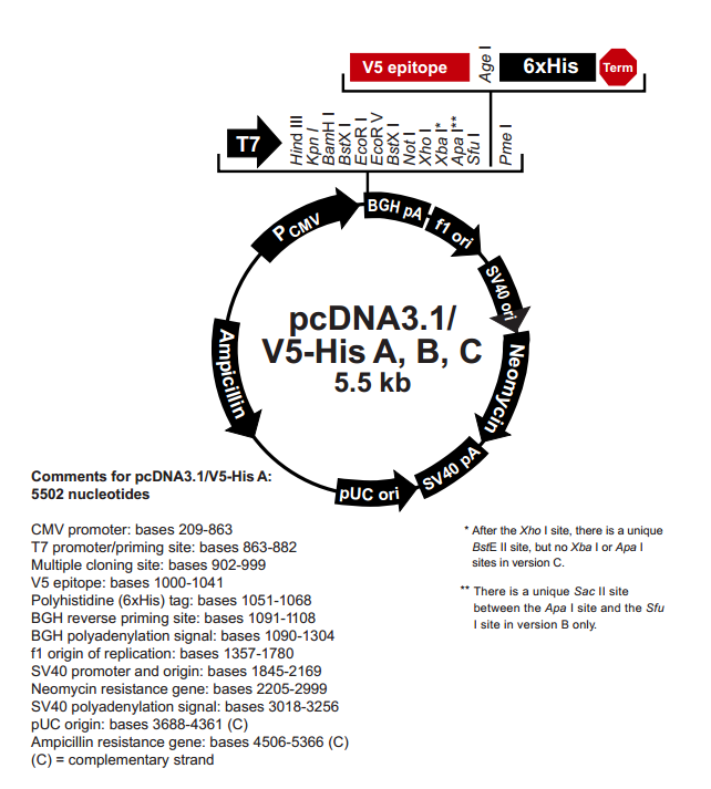 pcDNA3.1/V5-His C 质粒图谱