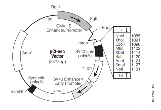 pCI-neo 质粒图谱