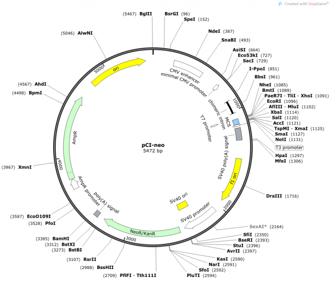 pCI-neo 载体图谱