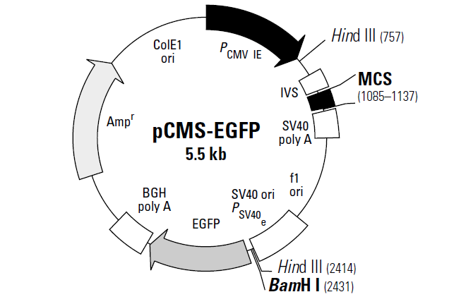 pCMS-EGFP 质粒图谱