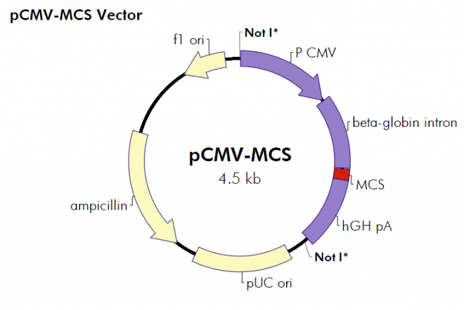 pCMV-MCS 质粒图谱
