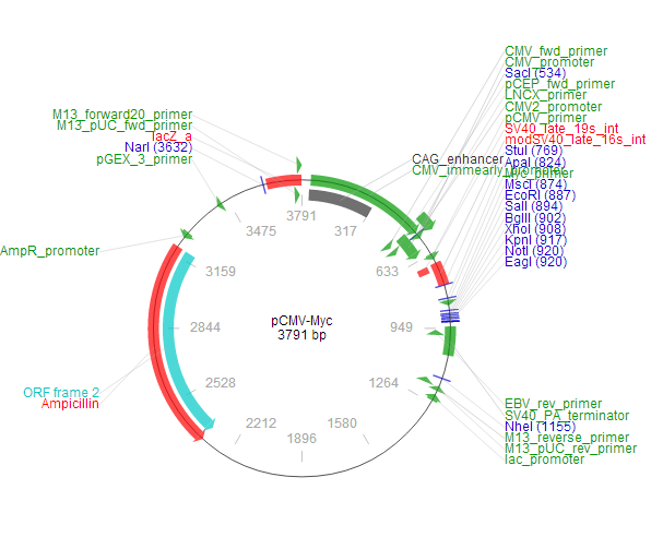 pCMV-myc 质粒图谱