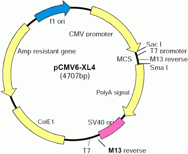 pCMV6-XL4 质粒图谱