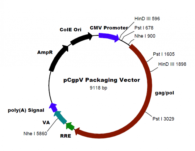 pCgpV 质粒图谱