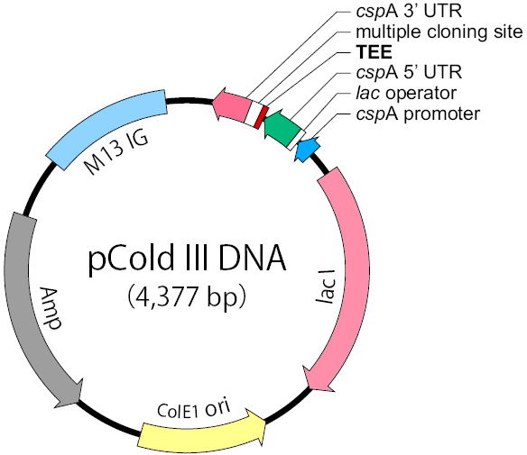 pCold III质粒图谱