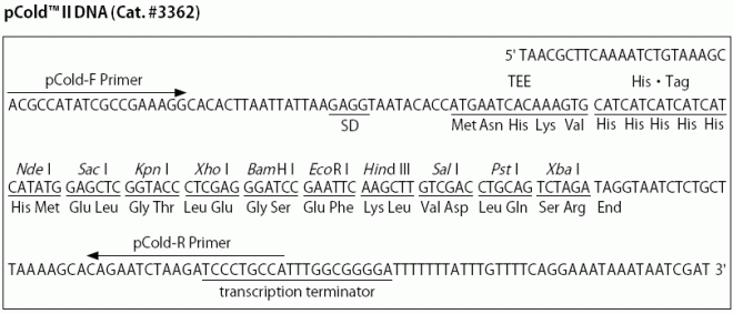 pCold II多克隆位点
