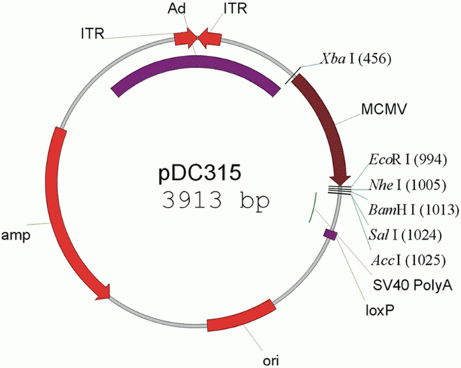 pDC315 质粒图谱