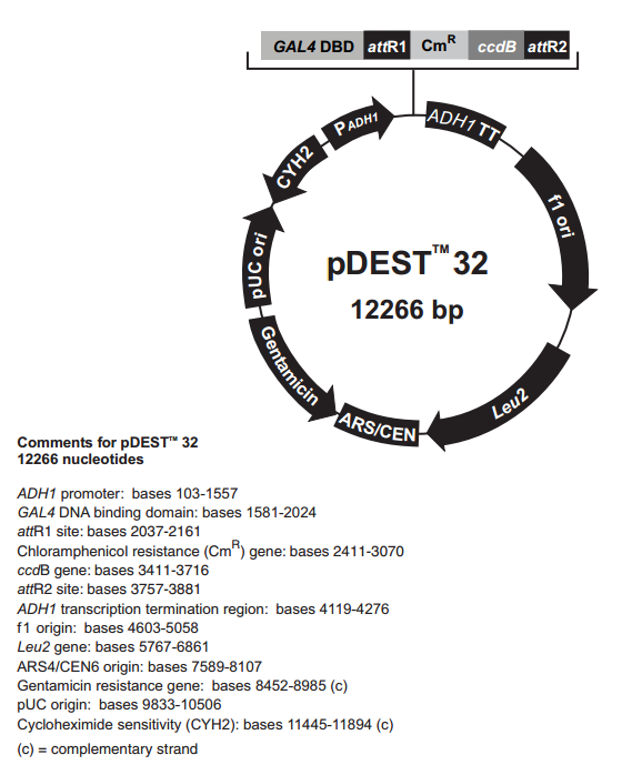 pDEST32 质粒图谱