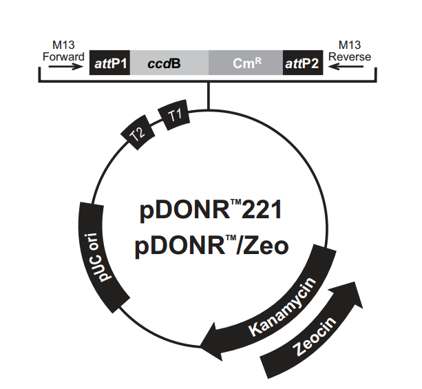 pDONR/Zeo 质粒图谱