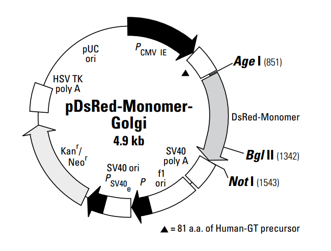 pDsRed-Monomer-Golgi质粒图谱