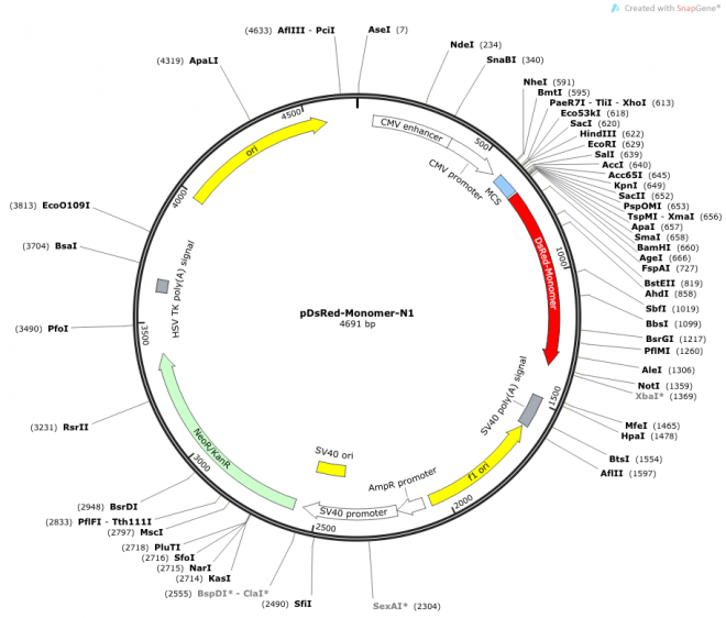 pDsRed-Monomer-N1 载体图谱