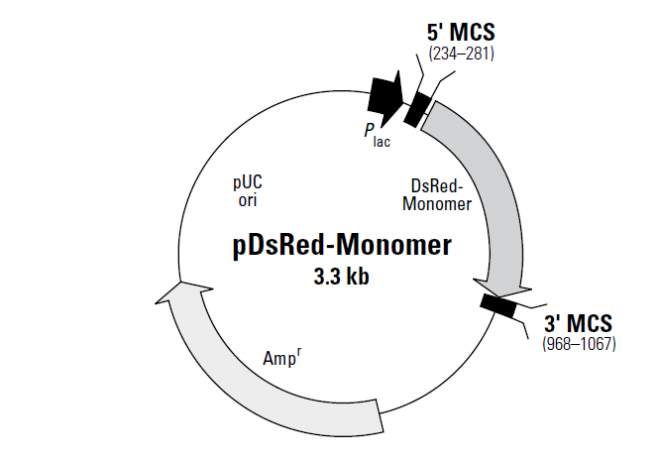 pDsRed-Monomer 质粒图谱