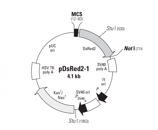 pDsRed2-1 质粒图谱