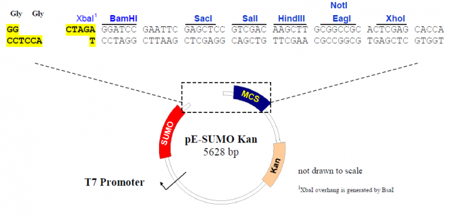 pE-SUMO 质粒图谱