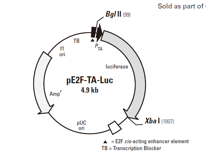 pE2F-TA-Luc 质粒图谱