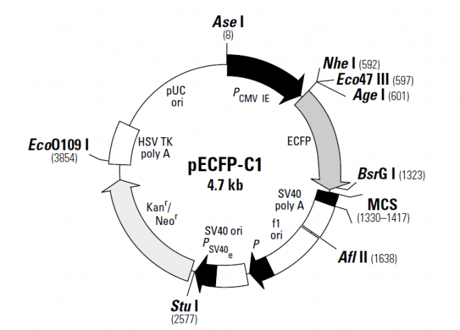 pECFP-C1 质粒图谱