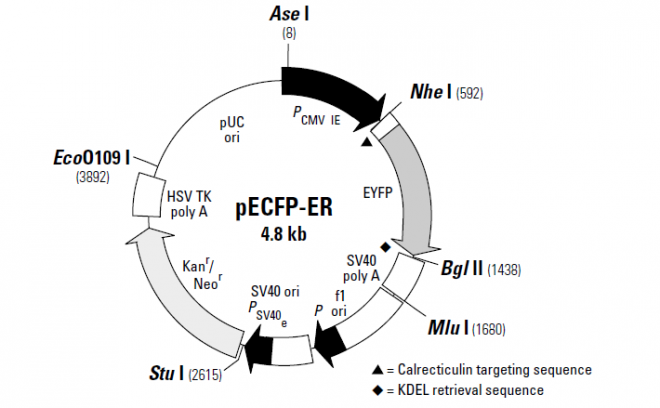 pECFP-ER 质粒图谱