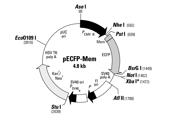 pECFP-MEM 质粒图谱