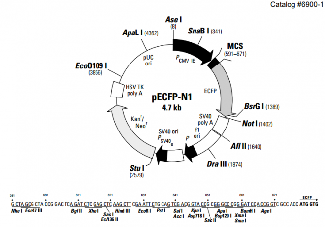 pECFP-N1 质粒图谱