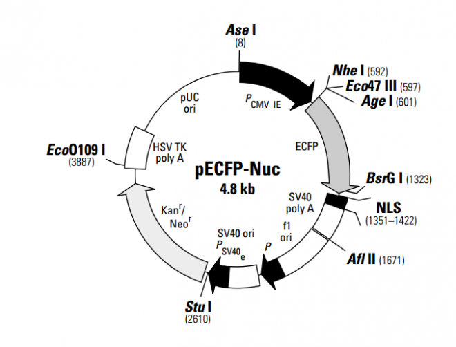 pECFP-Nuc 质粒图谱