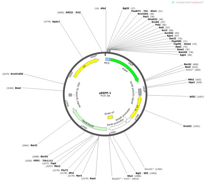 pEGFP-1 载体图谱