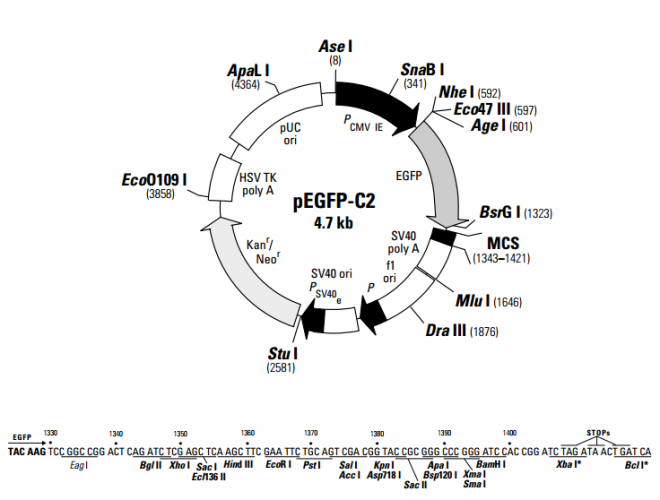 pEGFP-C2 质粒图谱