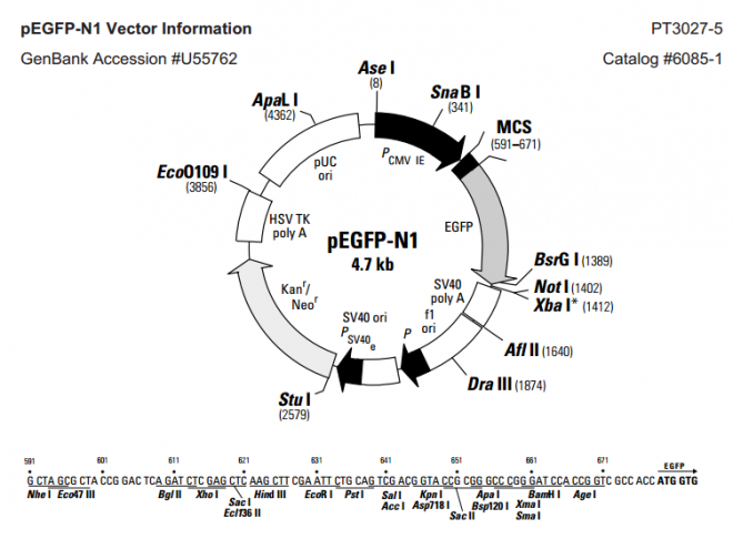 pEGFP-N1 质粒图谱