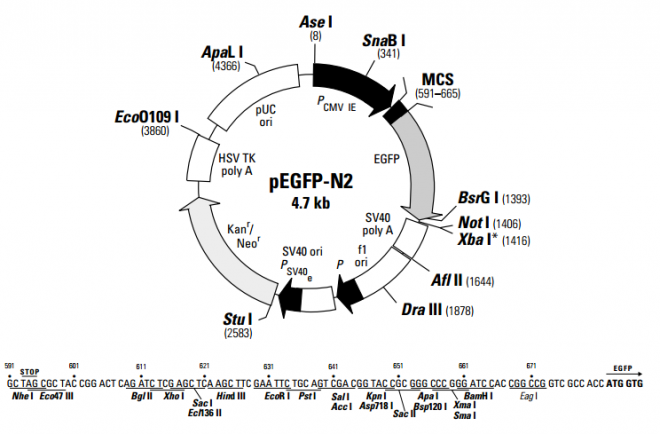 pEGFP-N2 质粒图谱
