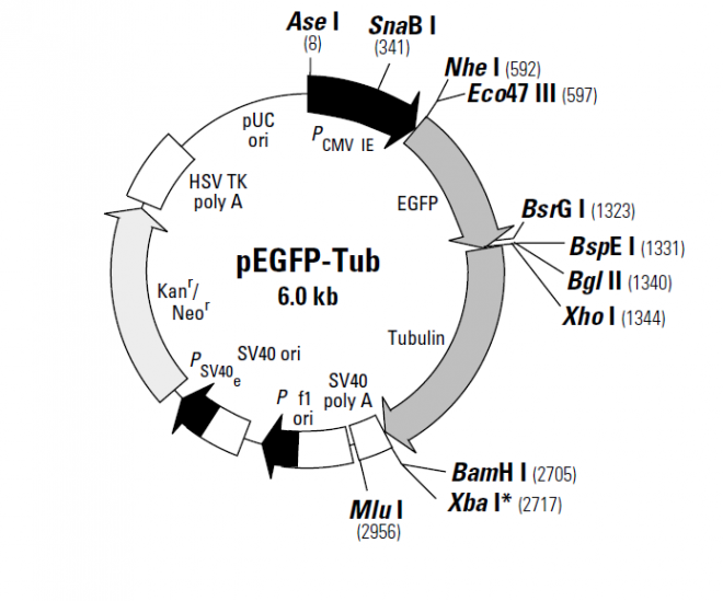 pEGFP-Tub 质粒图谱