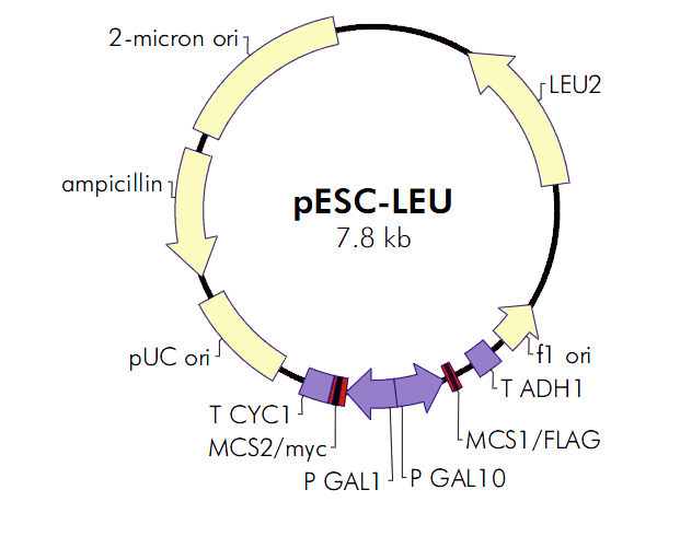 pESC-LEU质粒图谱