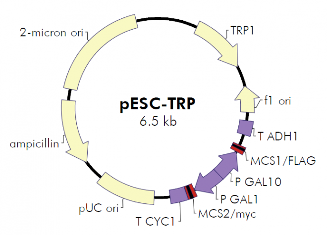 pESC-TRP质粒图谱