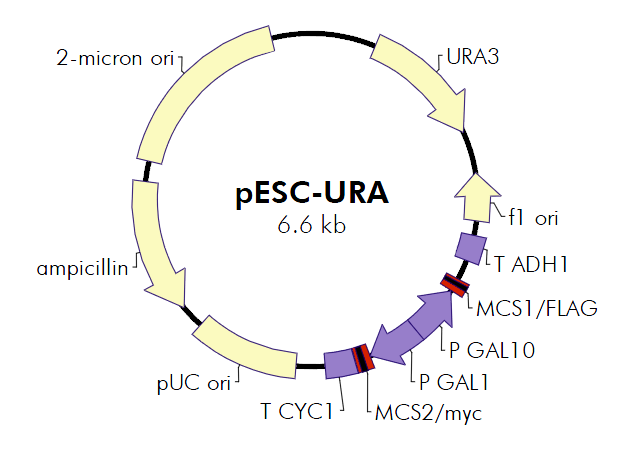 pESC-URA质粒图谱