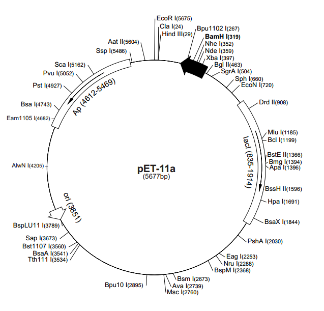 pET-11a 载体图谱