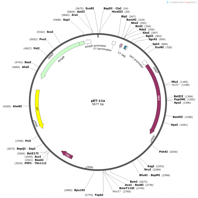 pET-11a 质粒图谱