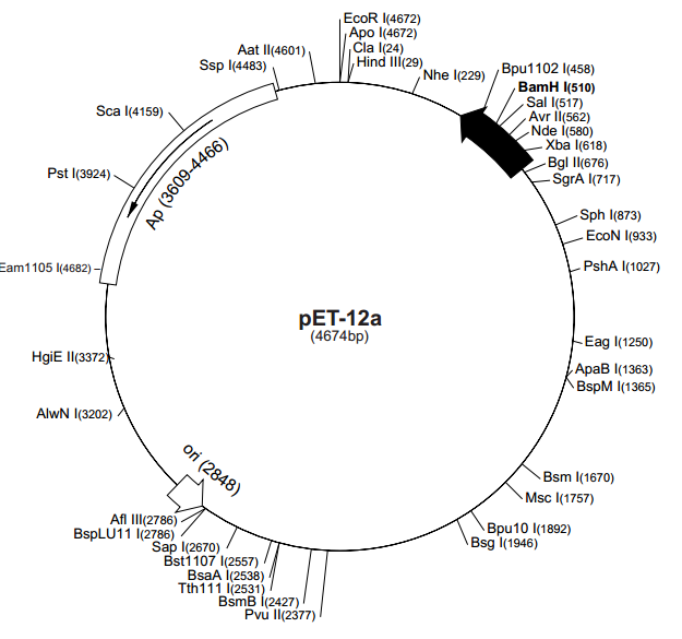 pET-12a 质粒图谱