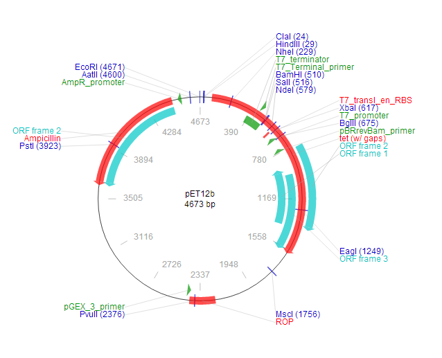 pET-12b 质粒图谱