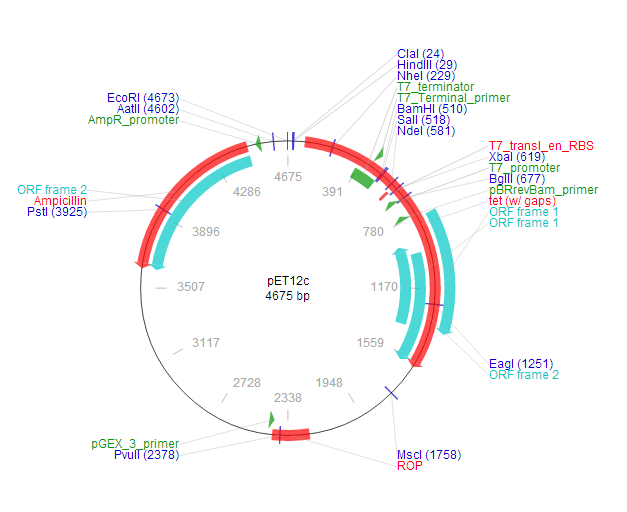 pET-12c 质粒图谱