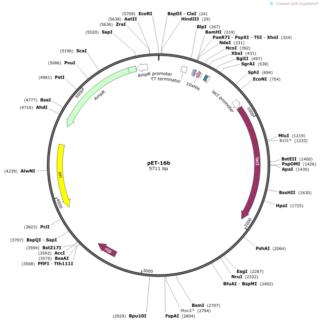 pET-16b Map