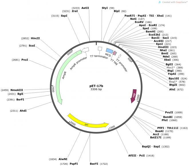 pET-17b Map