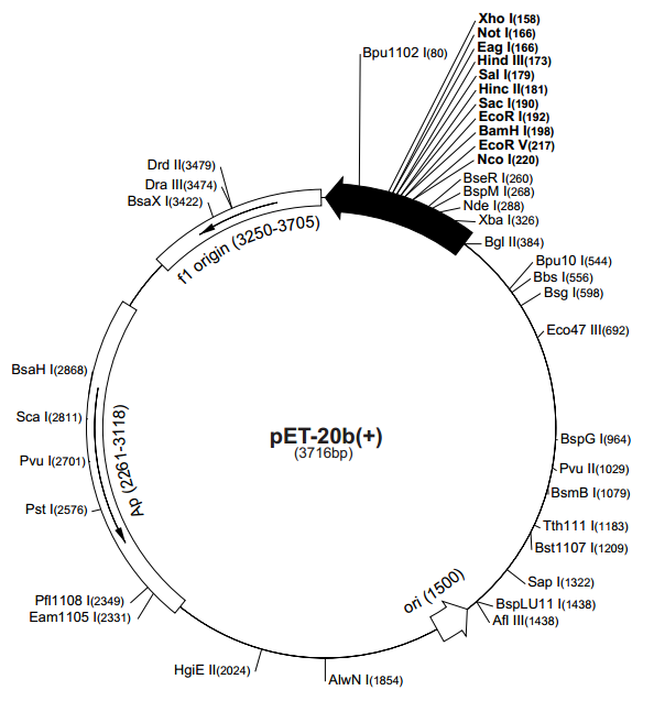 pET-20b(+) 质粒图谱