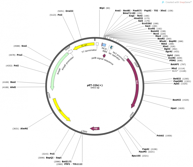 pET-22b(+) 载体图谱