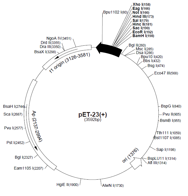 pET-23(+)  质粒图谱