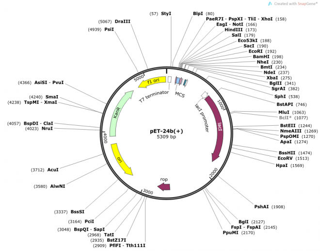 pET-24b(+) Map